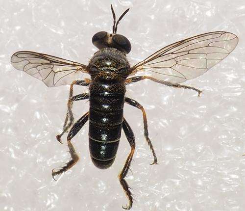 Réf. 245 685 : Atomosia sp.